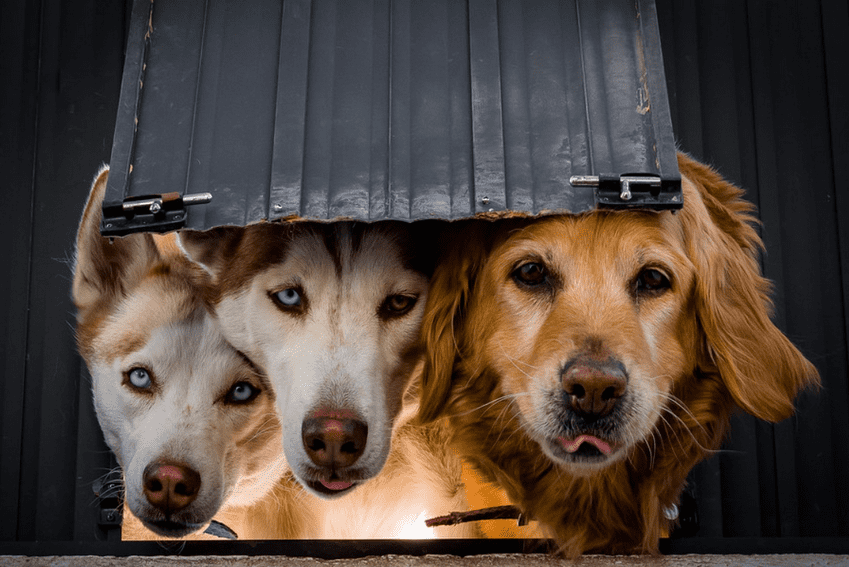 Cómo hacer una entrada en la puerta para su mascota?