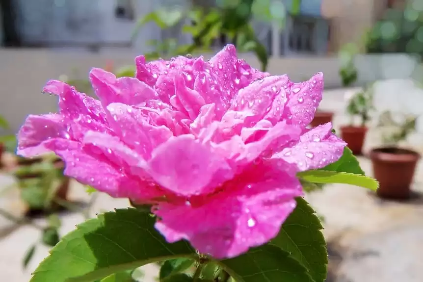 Flores para decorar